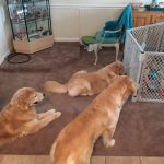 Goldens and kid
