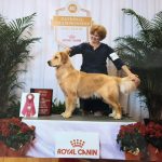 akc Theo Florida picture 2016