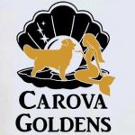 carova white and gold logo