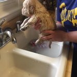 puppy baths