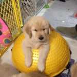 puppy pilates