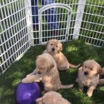 swimming puppies