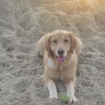 Opal at the beach