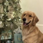 Cooper perfect christams tree pic