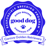 carova-golden-retrievers-98895-badge (3)