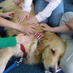 webber the therapy dog