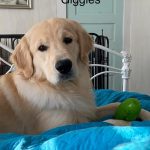 Giggles head shot