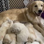 POlar Express Litter Giggles